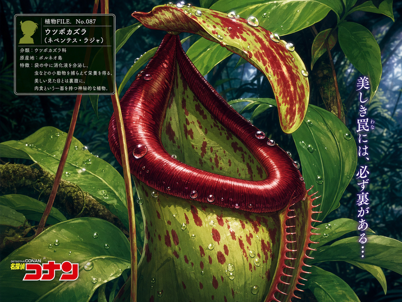 少女萝莉
